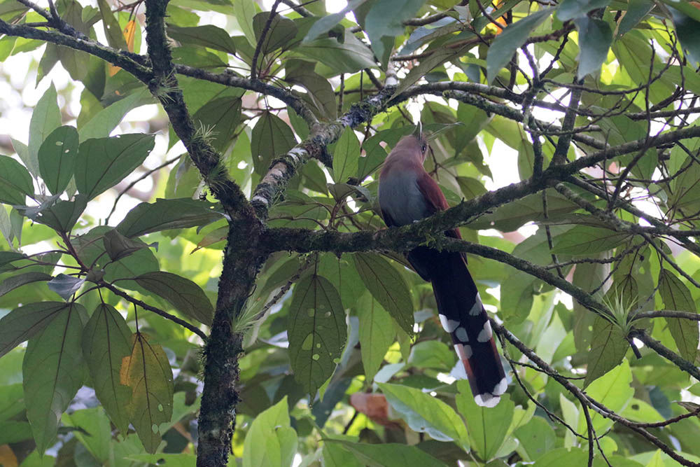 Squirrel Cuckoo